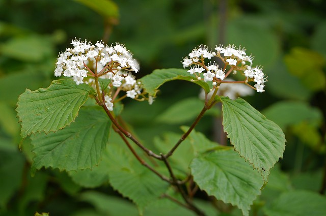 ミヤマガマズミ（ガマズミ科）｜素人植物図鑑