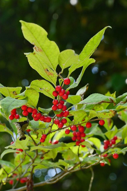 ウメモドキ（モチノキ科）｜素人植物図鑑