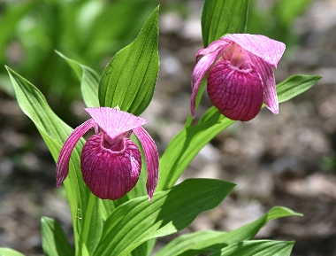 u*3様 山野草 アツモリソウ 赤系武徳 u*3様 山野草 アツモリソウ 赤系
