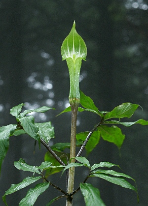 四季の山野草（ヒロハテンナンショウ）
