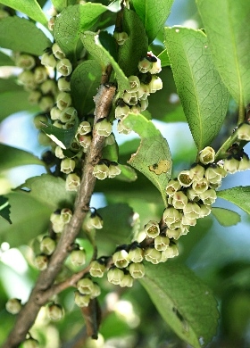 四季の山野草（ヒサカキ）