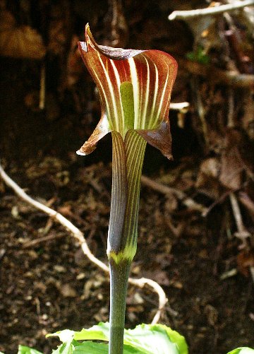 t*o様 山野草 アマギテンナンショウ 実生 10球 t*o