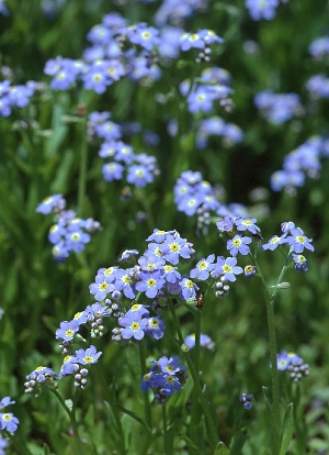 四季の山野草（ワスレナグサ）
