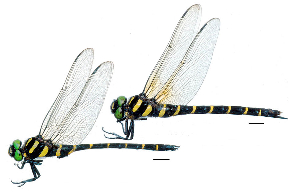 デジタルトンボ図鑑－オニヤンマ