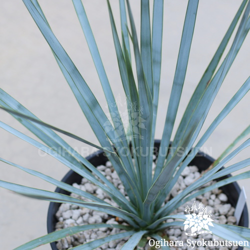 か*ず様 【AL1130】ユッカ リギダ AL1125】ユッカ リギダ