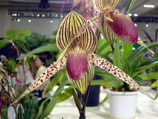 神戸らん展2002 パフィオ交配種 International Orchid Fair Kobe