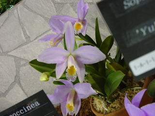 世界らん展日本大賞2003 原種カトレア Japan Grand Prix