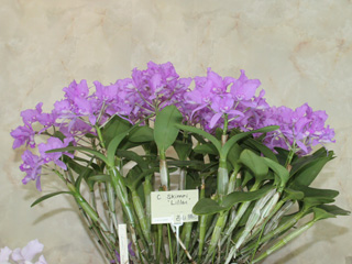 世界らん展日本大賞2007 カトレヤ原種 Japan Grand Prix