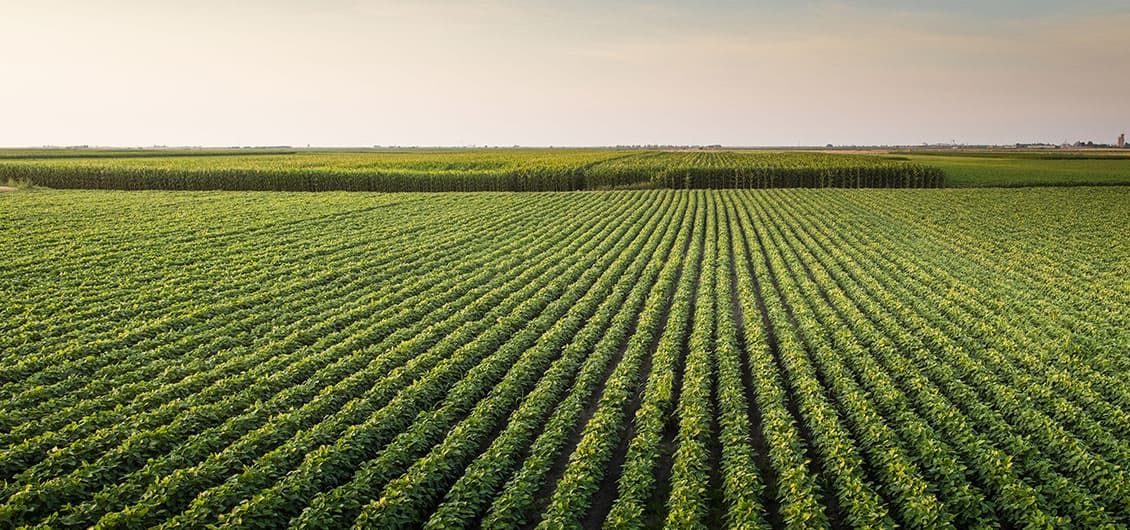 The Master Drink!!について | オーガニックメンテナンス株式会社