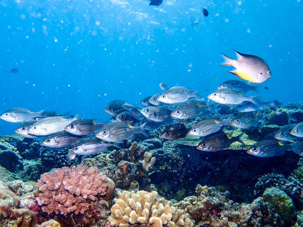 浅瀬の珊瑚が綺麗な北部でライセンス取得後ファンダイビング