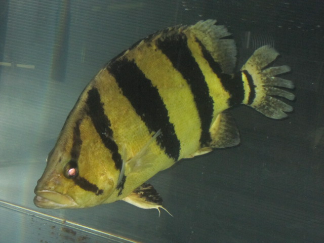 ダトニオ／シャムタイガー - m8堂