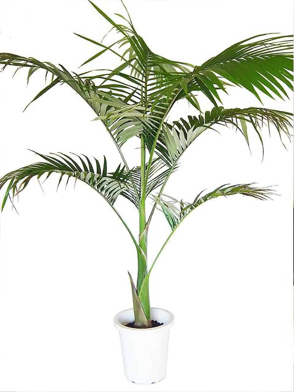 ユスラヤシ（ユスラヤシモドキ） | HITOTOKI by MAKIMO PLANT