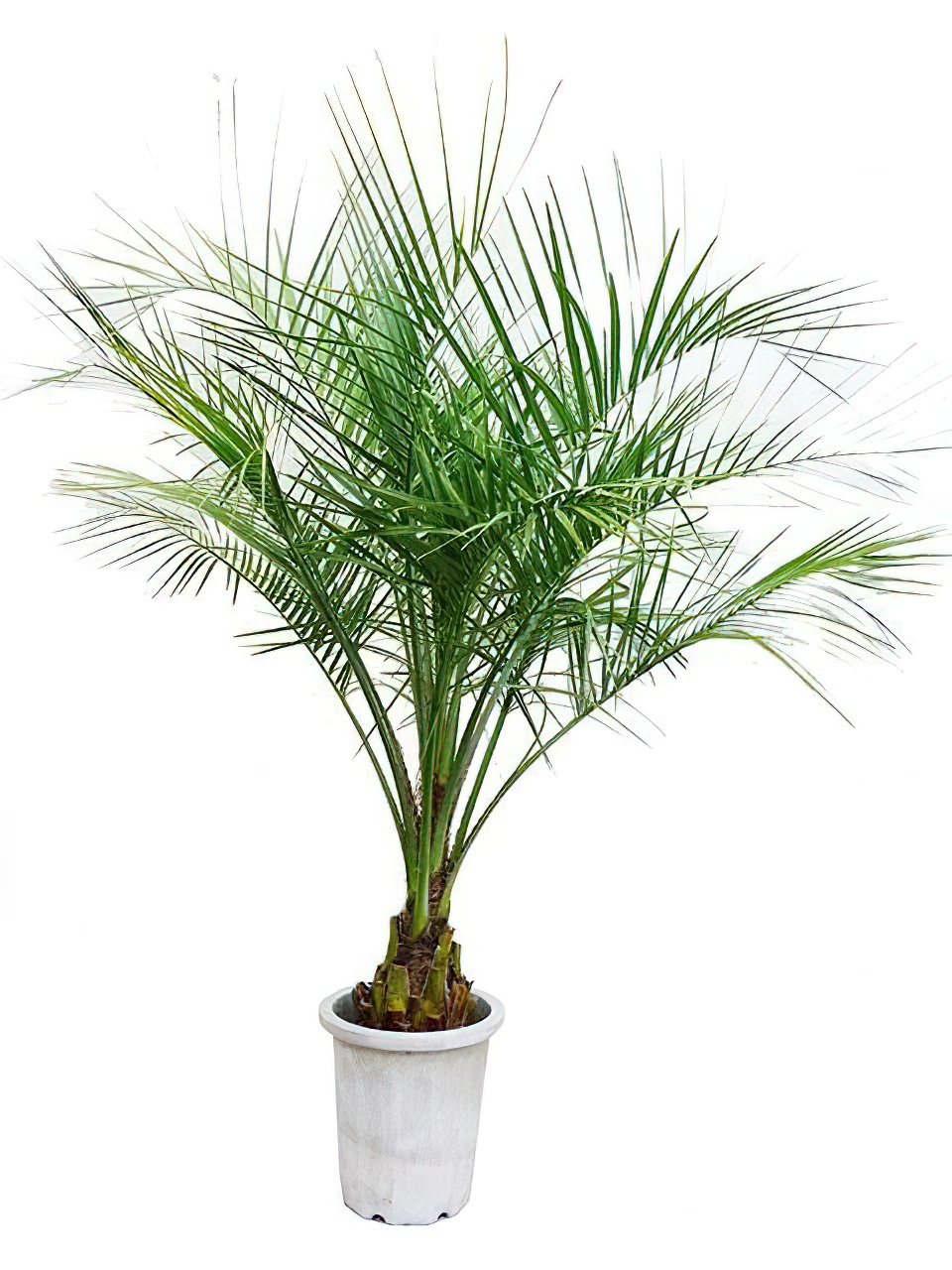 ココスヤシ | HITOTOKI by MAKIMO PLANT