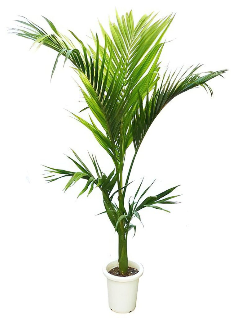 ユスラヤシ（キングパーム） | HITOTOKI by MAKIMO PLANT