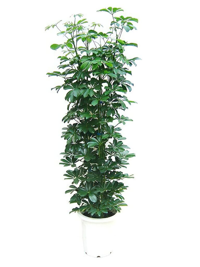 シェフレラ ホンコンカポック(斑なし) | HITOTOKI by MAKIMO PLANT