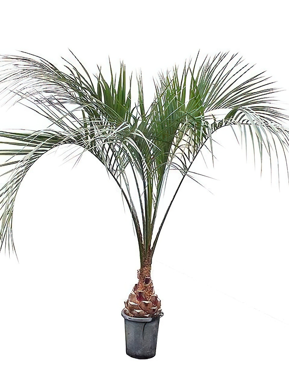 ココスヤシ エキストラサイズ | HITOTOKI by MAKIMO PLANT