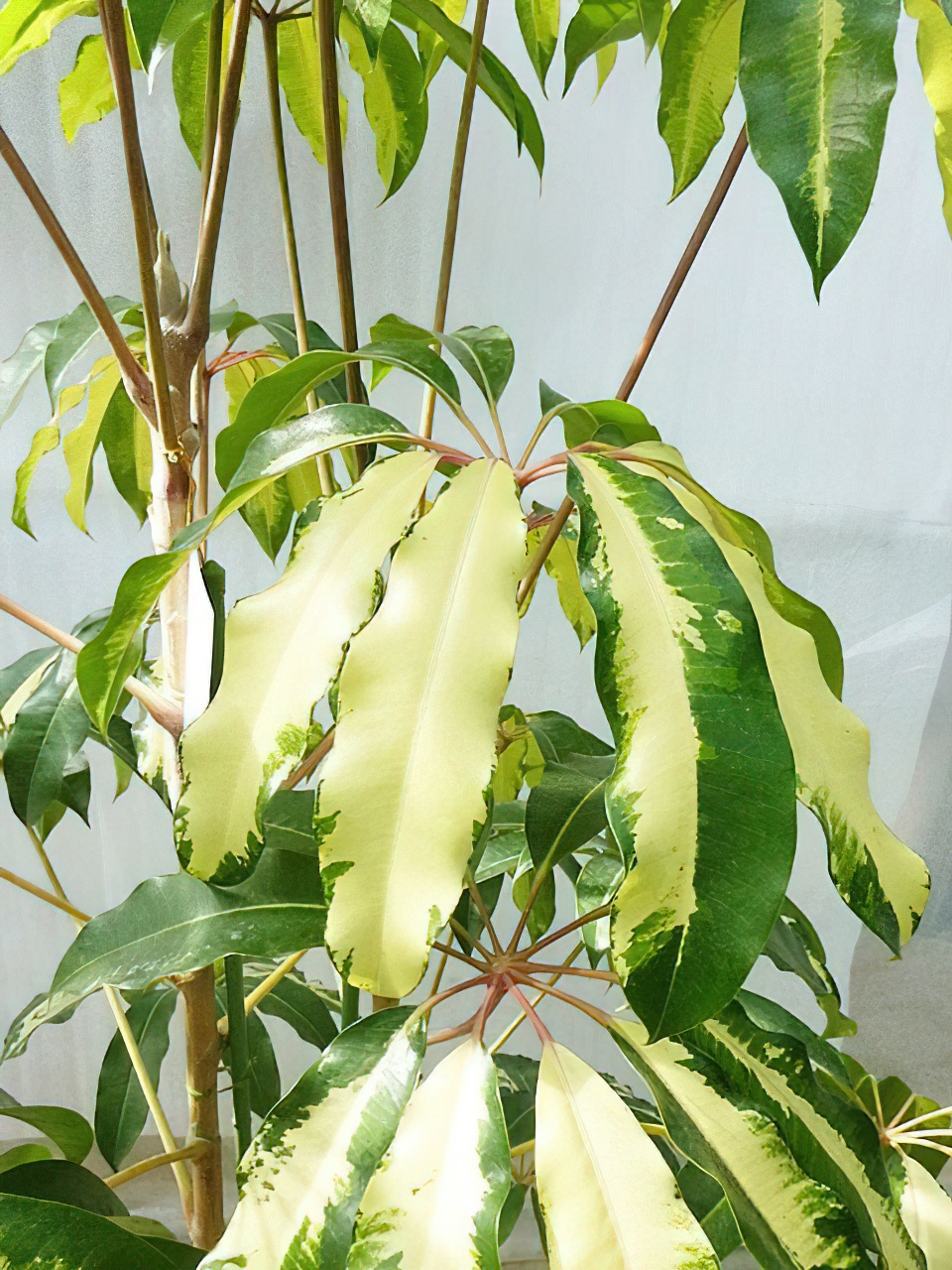 ツピダンサス・ゴールデンキング | HITOTOKI by MAKIMO PLANT