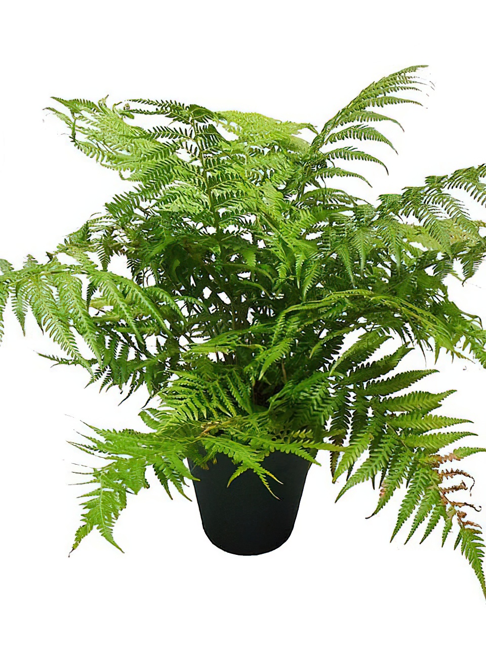 ディクソニア・アンタルティカ -Type2 | HITOTOKI by MAKIMO PLANT