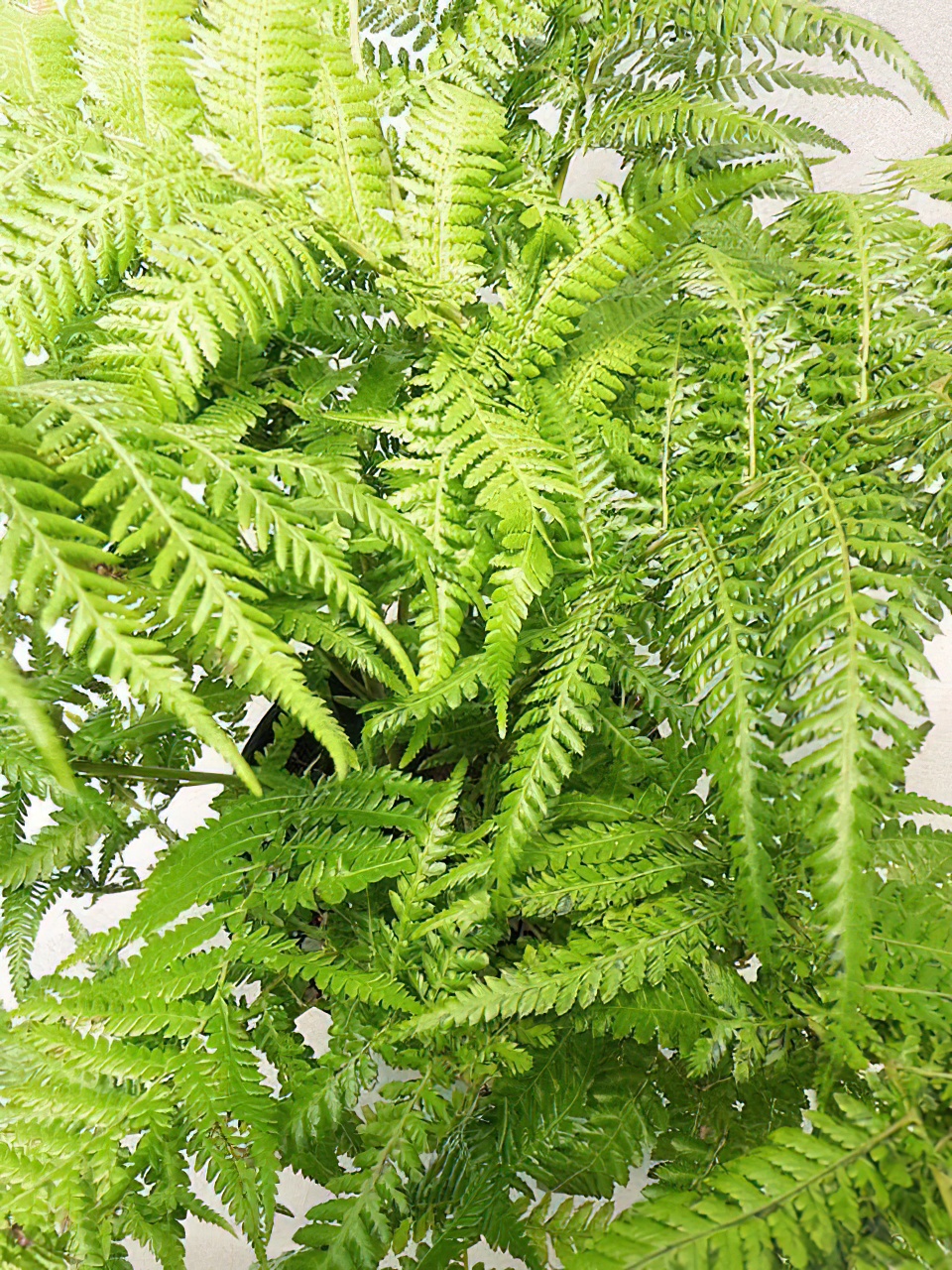 ディクソニア・アンタルティカ -Type2 | HITOTOKI by MAKIMO PLANT