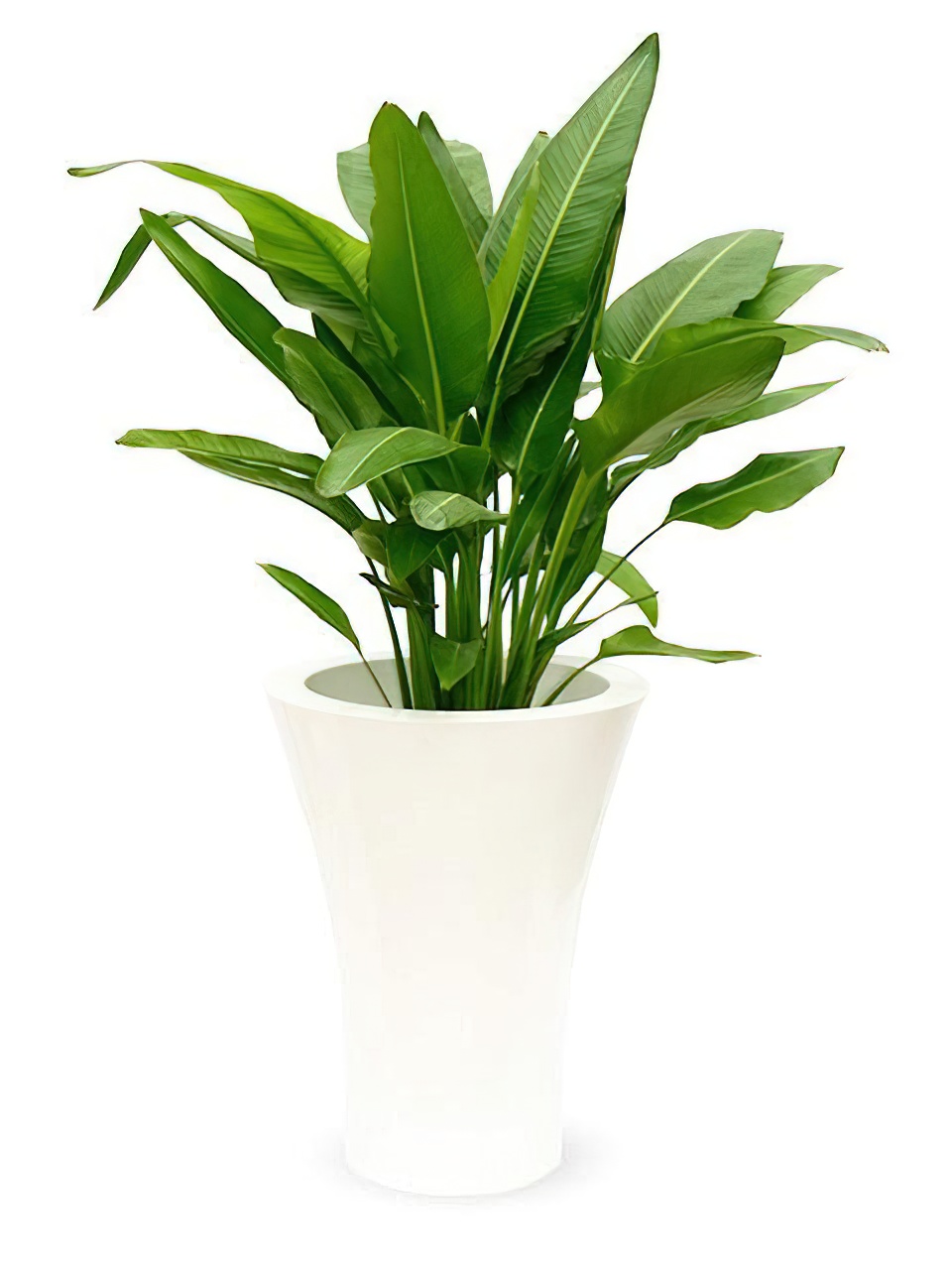 タビビトノキ（旅人の木） 8号サイズ | HITOTOKI by MAKIMO PLANT