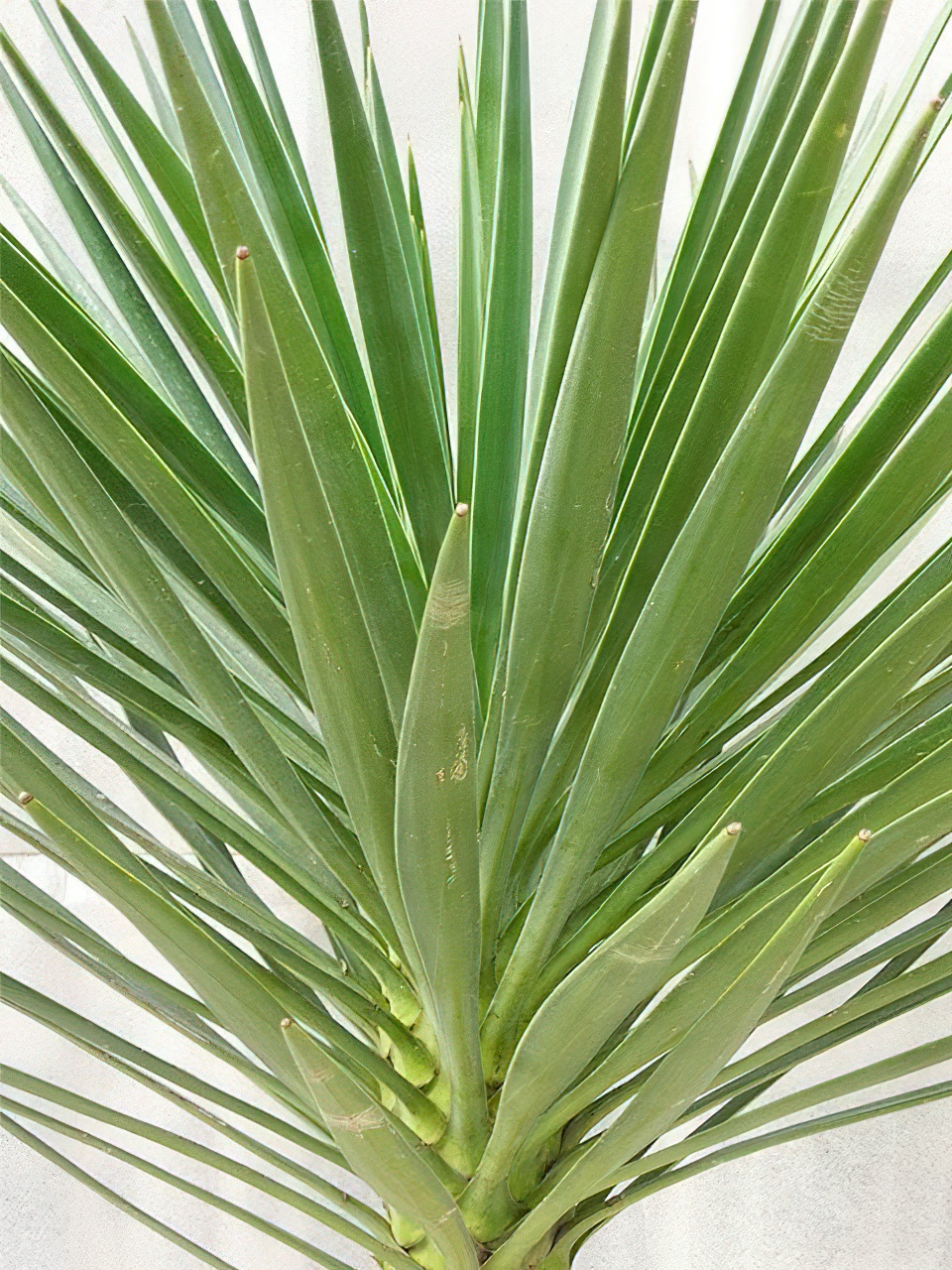 ユッカ・アロイフォリア | HITOTOKI by MAKIMO PLANT