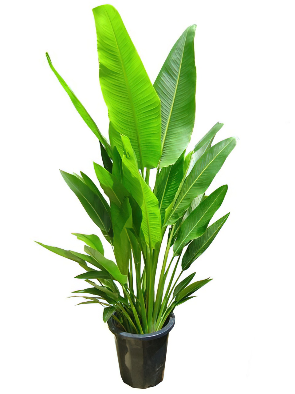 タビビトノキ（旅人の木） 10号サイズ | HITOTOKI by MAKIMO PLANT