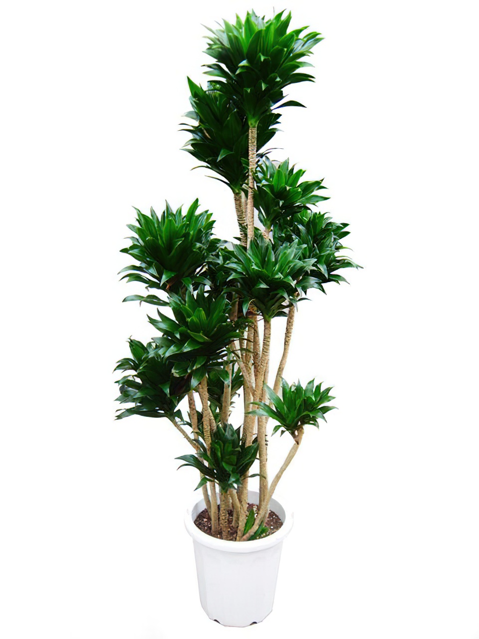 ドラセナコンパクタ 10号サイズ | HITOTOKI by MAKIMO PLANT