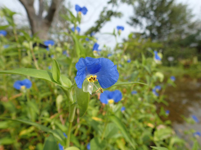 見ごろの植物を更新しました｜ 高知県立牧野植物園 THE KOCHI