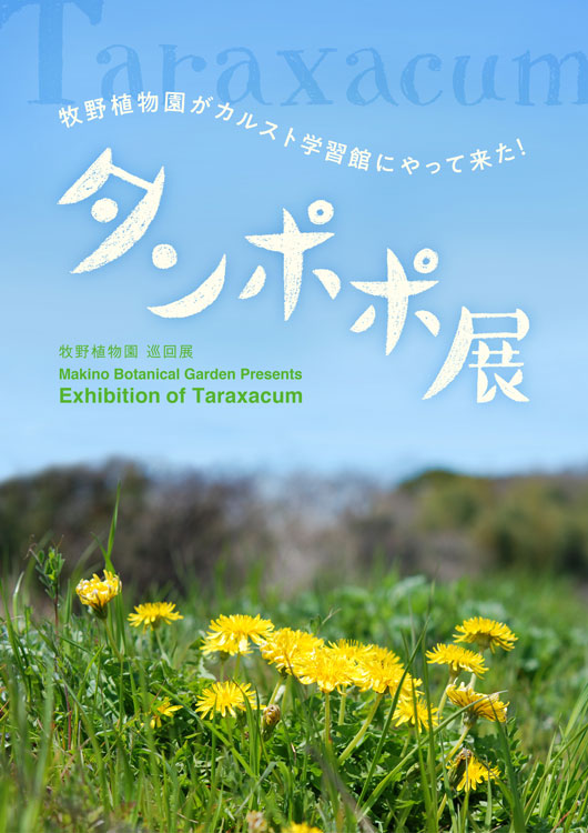 巡回展「タンポポ展」津野町 カルスト学習館で開催｜ 高知県立牧野
