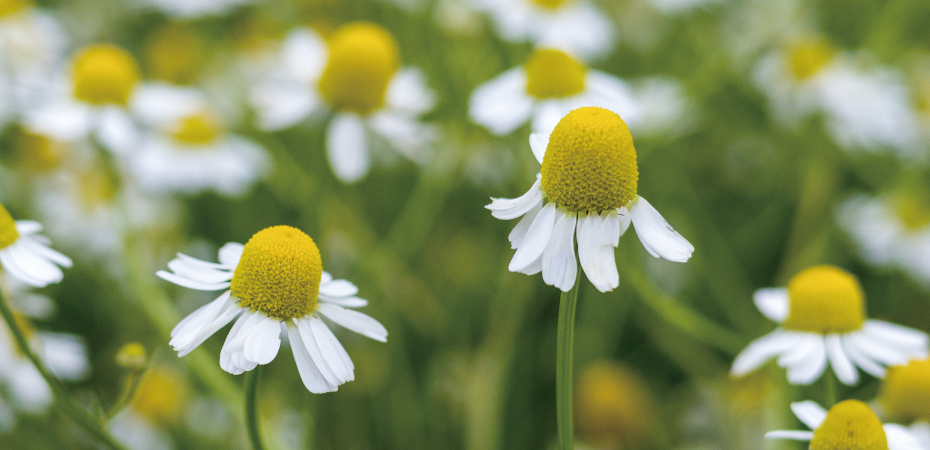 カモミールティー 国産 25g｜マルシェ ピュア