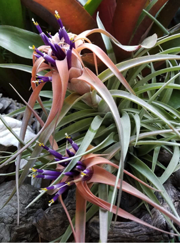 Tillandsias (aka “air plants”) for the Southern California Garden