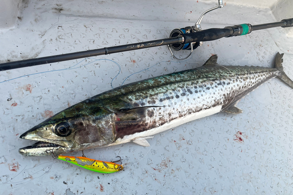 空海Gulfからついにサワラ専用モデル登場！ | Megabass-メガバス