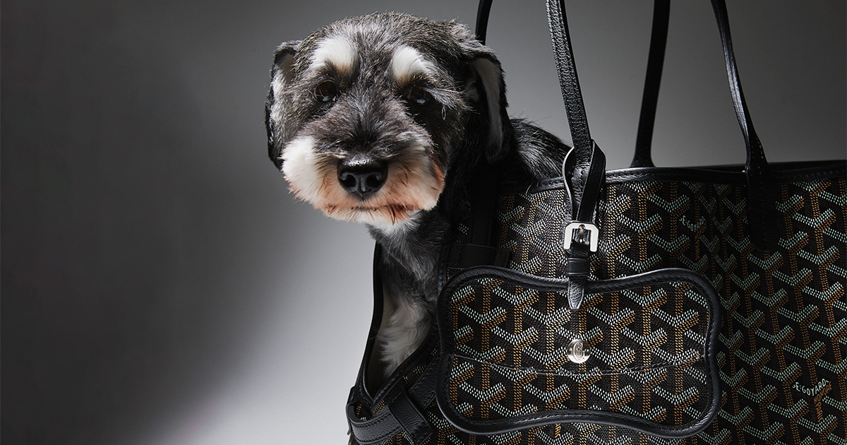 愛犬がゴヤールから「こんにちは！」できる新作トートバッグが登場