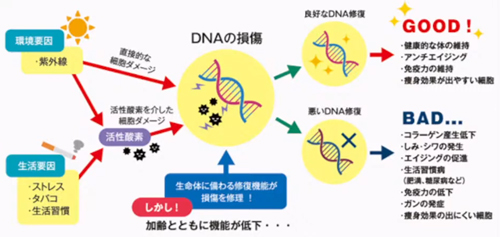ノンFドラゴン | マッコイアイテム随一のミネラル量を誇る業務用