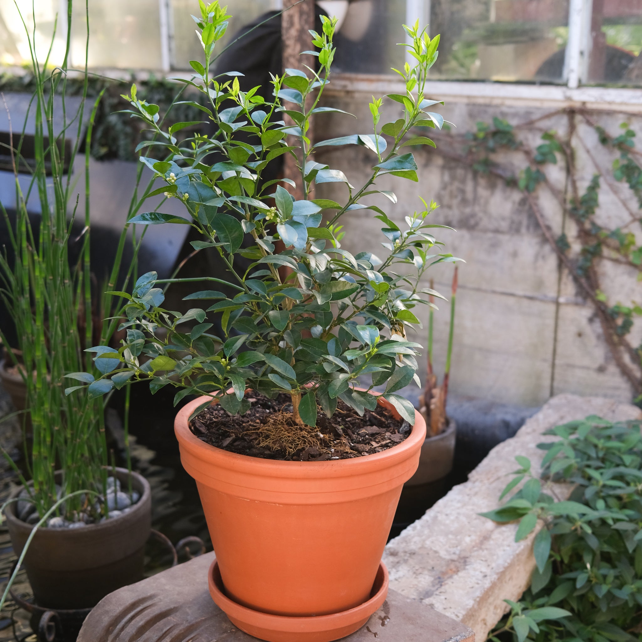 Citus_KeyLime.jpg?v=1675364928