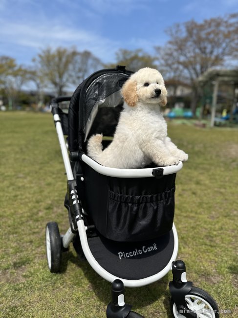 受賞犬紹介｜みんなのブリーダー