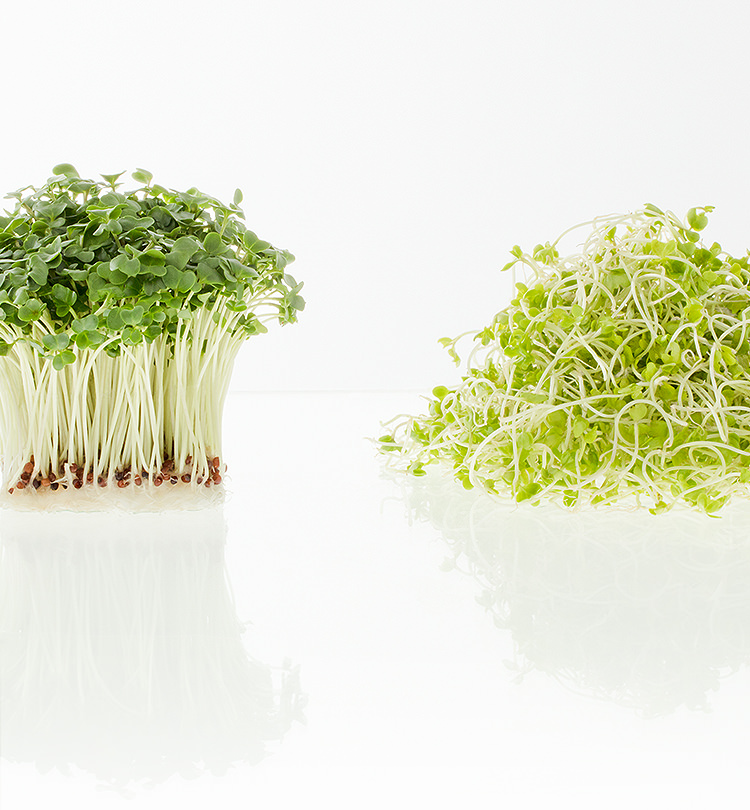 村上農園のブロッコリー スプラウト｜商品紹介