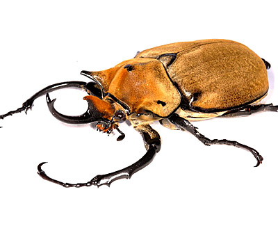 4007 エレファスゾウカブト3齢幼虫ペア