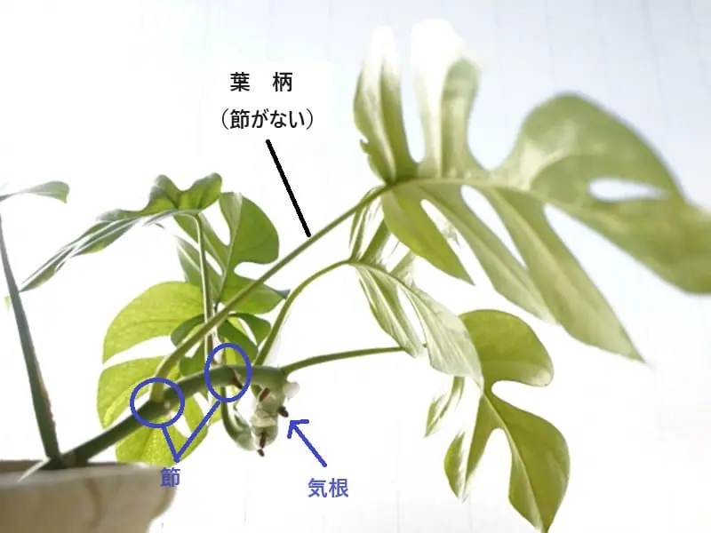 モンステラ栽培 失敗しない挿し木と鉢上げの方法 | 農家web