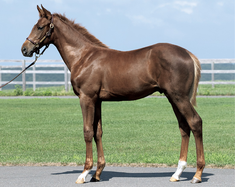 2023年 | ミックスセール | ノーザンファーム