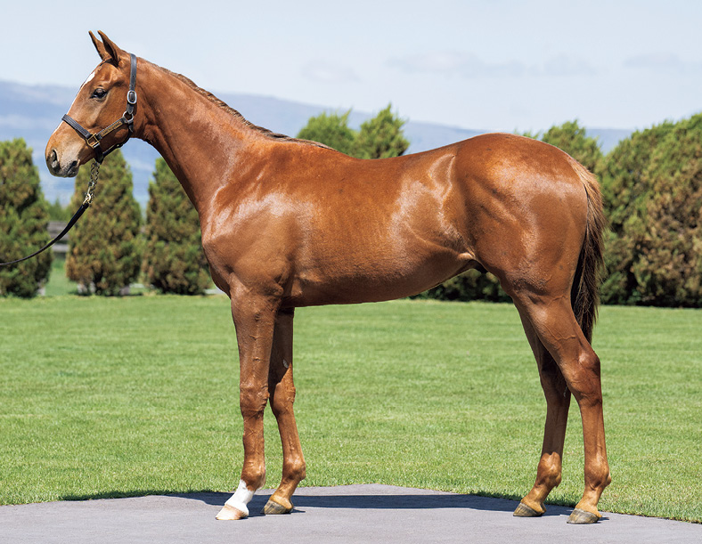 2024年 | セレクトセール | ノーザンファーム