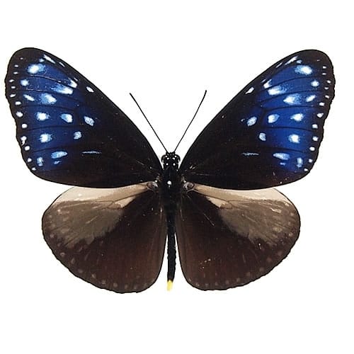 ツマムラサキマダラ , 蝶の標本 販売・通販のNatureShop|モルフォや