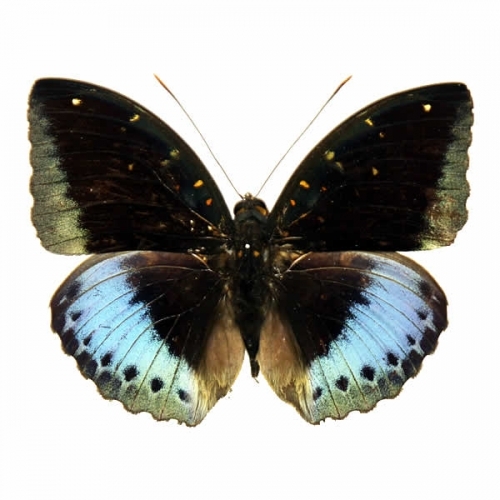 オオイナズマ , タテハ蝶科標本 , 蝶の標本 販売・通販のNatureShop