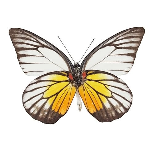 ヒイロツマベニ , 蝶の標本 販売・通販のNatureShop|モルフォや