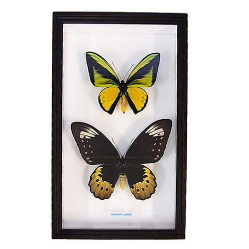 送料無料】ゴライアストリバネアゲハ／ペアセット , タグ「set」 , 蝶