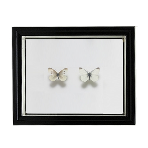 セット標本 , 蝶の標本 販売・通販のNatureShop|モルフォやキプリス