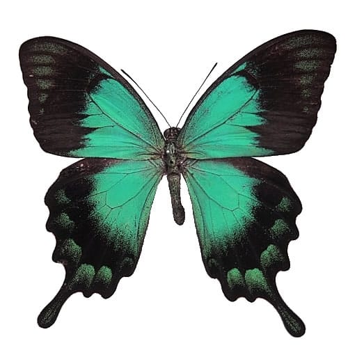 メガネトリバネアゲハ , 蝶の標本 販売・通販のNatureShop|モルフォや