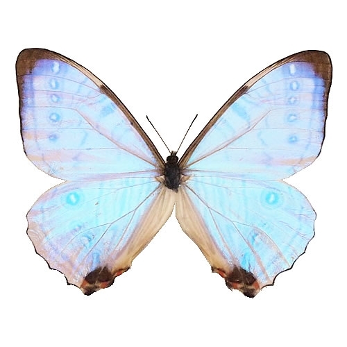 スルコウスキーモルフォ , キーワード「モルフォ」 , 蝶の標本 販売