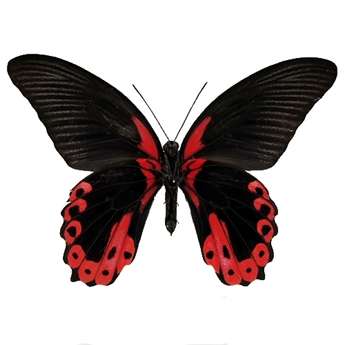 アカネアゲハ , アゲハ蝶科標本 , 蝶の標本 販売・通販のNatureShop