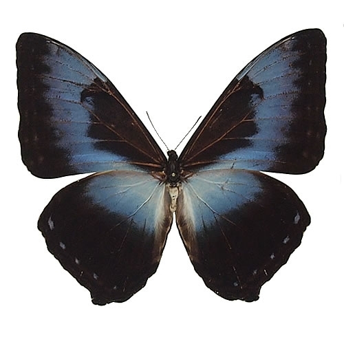 ミズイロタイヨウモルフォ(アオタイヨウモルフォ) , 蝶の標本 販売